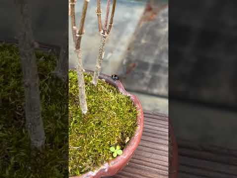 堆肥に含まれる有益な昆虫と非有益な昆虫は何ですか?  庭園