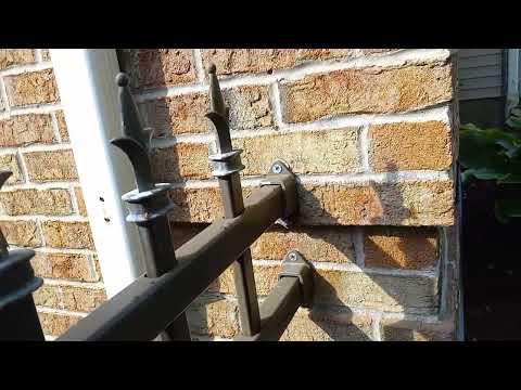 Branch Acts as a Bridge for the Ants in South Bound Brook, NJ