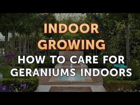 How to Care for Geraniums Indoors