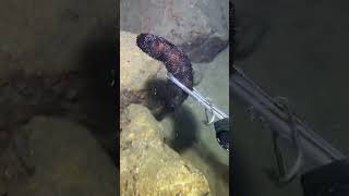 I catching seafood on the seafloor.-P1022-4#fishing #ocean #deepsea #nature #beach
