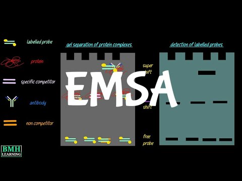 Gel Mobility Shift Assay | EMSA | Electrophoretic Mobility Shift Assay |