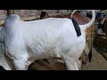 Cow Pooping Video Biggest Angry Cattle Potty Video 2023 Cow Vlogs BD