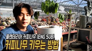 플랜테리어로 적합한 커피나무? - 커피나무 키우는 방법은 뭘까?
