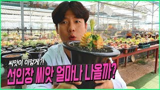 선인장 씨앗은 어떻게 생겼고 얼마나 나올까? - 식물키우기 선인장 꽃에서 생긴 씨앗!
