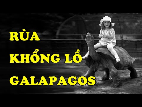 Família Hoàng Long