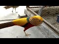 Beautiful Birds Surkhab