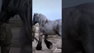 Download lagu kuda raksasa mp3