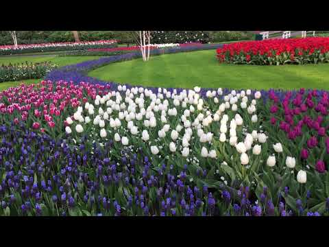 Keukenhof 2018 - 22 april 2018 - beautiful garden