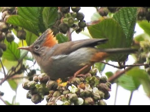 Juhina sivochochlatá (Yuhina occipitalis) — spev a hlas v prírode