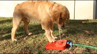 Quirky Pawcet Drinking Fountain for Dogs