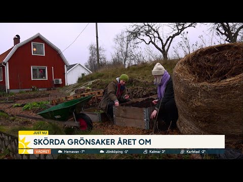 Sara Bäckmo skördar året om: ”Måste så något varje dag” - Nyhetsmorgon (TV4)