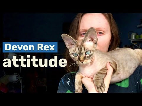 Talkative attention seeker | My life with Devon Rex
