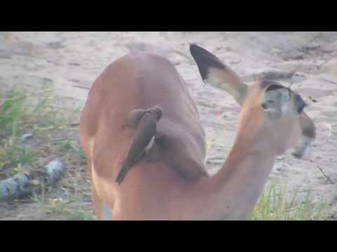 Djuma: Impala herd getting ready for the night - 18:18 - 02/11/19