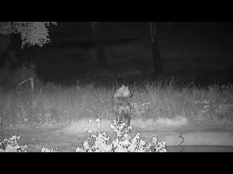 Djuma: Lone Hyena and then White-tailed Mongoose - 21:11 - 03/19/2022