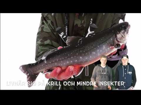 Artbeskrivning Röding