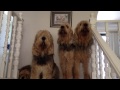 Perro de Nutria - Blue Fairy Otterhounds 2015 - Who´s Singing?