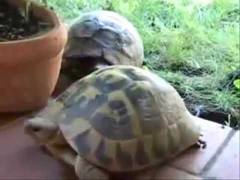 Turtle making funny sound while mating