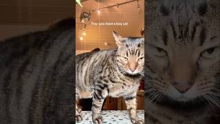 #cat #cute #catvideo #cutecat #funnyvideo #funny