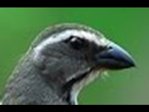 download lagu mp3 mp4 Canto De Trinca Ferro Bom Dia Seu Chico, download lagu Canto De Trinca Ferro Bom Dia Seu Chico gratis, unduh video klip Canto De Trinca Ferro Bom Dia Seu Chico