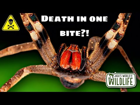 How DEADLY Is The BITE Of The BRAZILIAN WANDERING SPIDER?