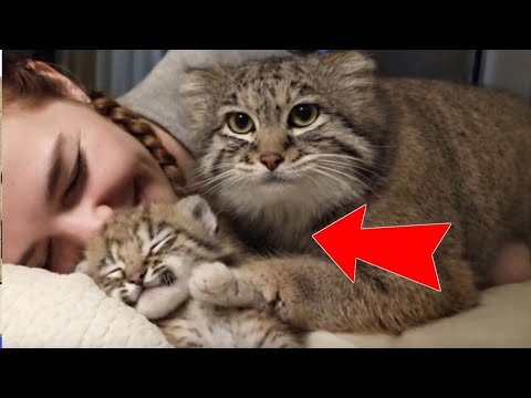 My Pallas’s Cat found THIS in the woods. I didn’t know he would become a “Dad”.