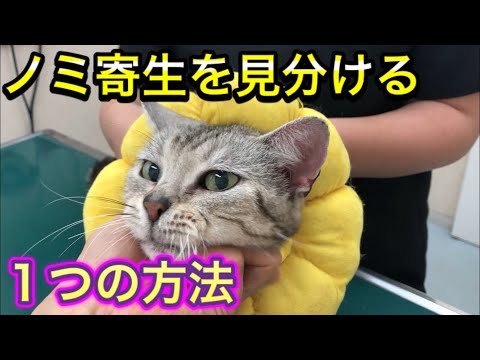 ノミはどれくらい生きますか