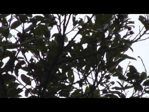 Madagascar blue pigeon