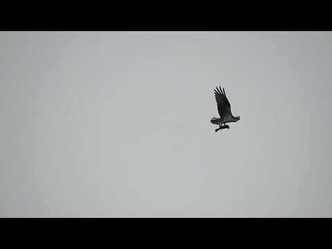 Osprey courtship. Cortejo de águila pescadora (Pandion heliaetus)