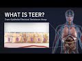 What is TEER? - Trans-Epithelial Electrical Resistance Assay