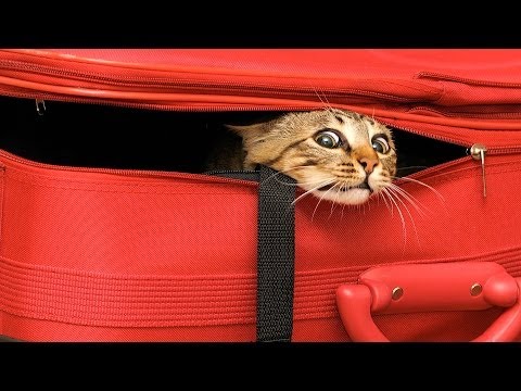 How to Travel with Your Cat | Cat Care