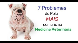 7 problemas mais comuns de pele nos Cães