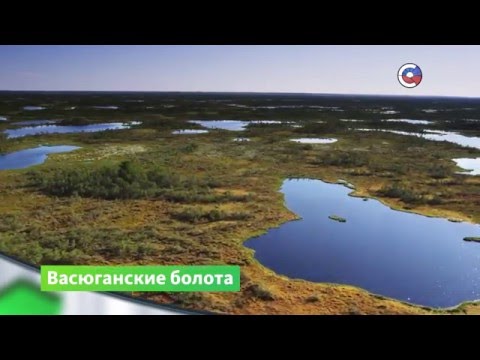 Васюганские болота | Природа | Телеканал