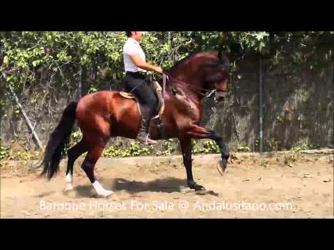 Baroque Andalusian Horse For sale