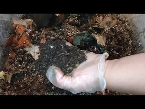 VERY DRY BAG!! Vermicompost Harvest #7 - African Night Crawler Worms - VermiBag Max - Ep 36