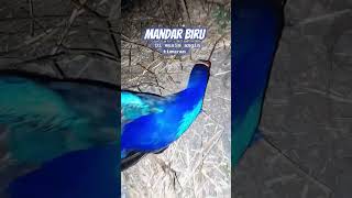 Download lagu Mandar Biru / Swamphen di Musim Angin Timur !! #gallinulachloropus #mandarbatu #mandarbiru #swamphen mp3 Download lagu Mandar Biru / Swamphen di Musim Angin Timur !! #gallinulachloropus #mandarbatu #mandarbiru #swamphen mp3