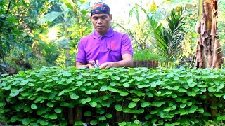 Download lagu Sambel badeg daun pegagan air dan keripik dau pegagan mp3 Download lagu Sambel badeg daun pegagan air dan keripik dau pegagan mp3