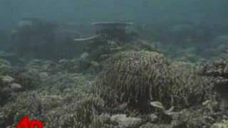 Diver Charged With Drowning His Wife