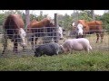 Cows Love The Pigs At Prissy Bomber S Place