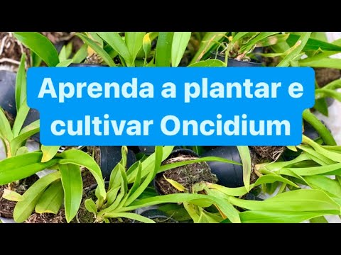 , title : 'ORQUÍDEAS ONCIDIUM - COMO PLANTAR E CULTIVAR?'