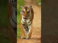 Power Of The Jungle Shorts Tiger Wildlife Trending