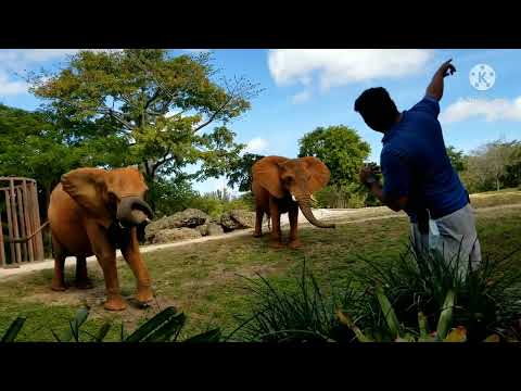 Elephant Feeding at Zoo Miami