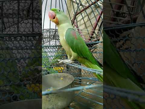 Parrot sound mithu 🦜🦜🦜#parrot #mithu #alexander #viral #shorts