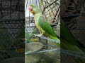 Parrot Sound Mithu Parrot Mithu Alexander Viral Shorts