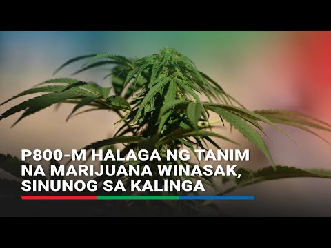 P800-M halaga ng tanim na marijuana winasak, sinunog sa Kalinga ABS CBN News