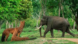 preview picture of video 'കബിനി കാട്ടിലെ കൊമ്പൻ     Elephant drinking water #Kabiniforest #manukadakkodamphotography'