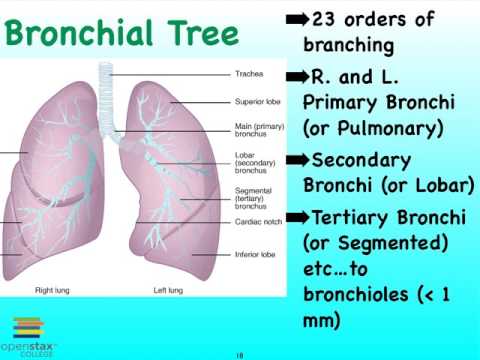 05E Respiratory Bronchial Tree