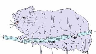 Snail Mail - Untitled / Habit