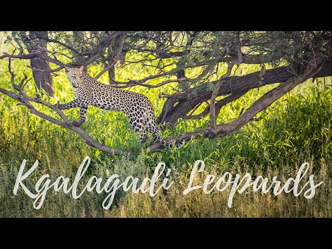Leopard cubs playing in a tree in the Kgalagadi Transfrontier National Park | 2021