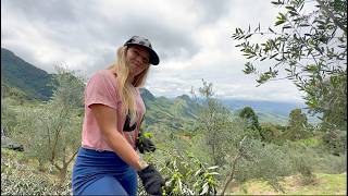 SIM NÓS TEMOS AZEITE CAIPIRA NA MANTIQUEIRA - SÃO BENTO DO SAPUCAÍ SP