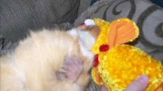 Cutezilla vs. Hamster In A Chicken Coustume